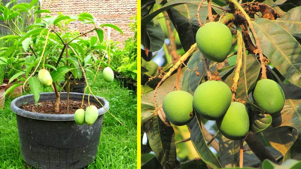 Cara Menanam Mangga Dari Biji Di Pot Toko Effand