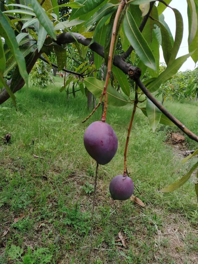 Petani India Tak Sengaja Tanam Mangga Termahal di Dunia Seharga Rp 52