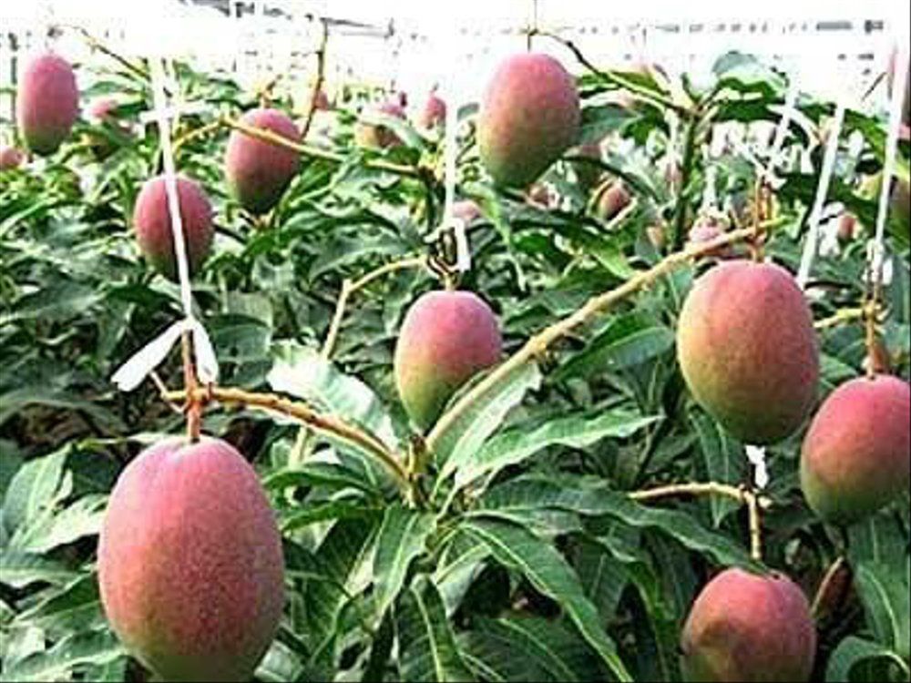 Jual benih biji buah mangga miyazaki asal dari jepang mangga termahal