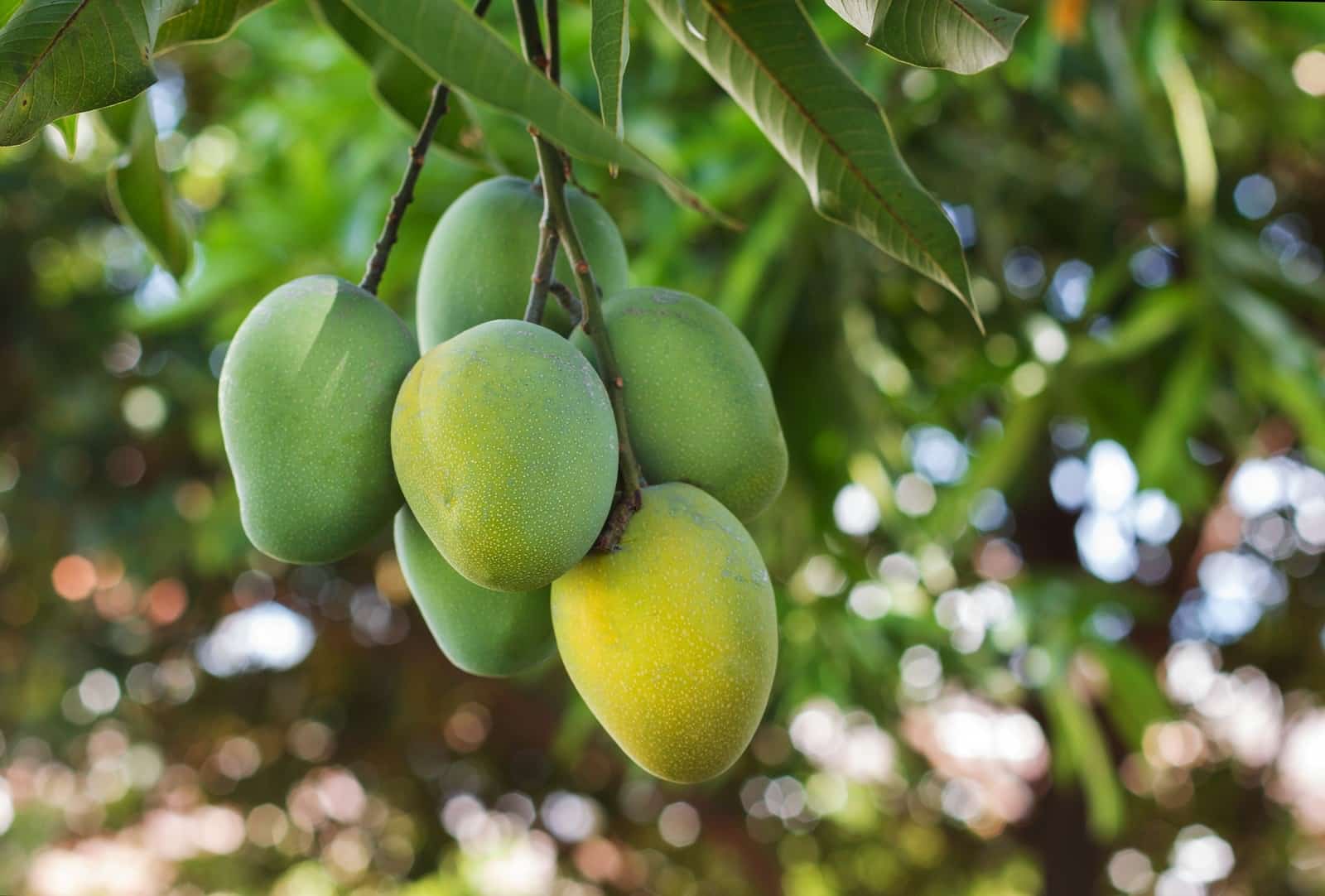 4 Tanaman Mangga (Penjelasan, klasiikasi, budidaya, dan manfaat)