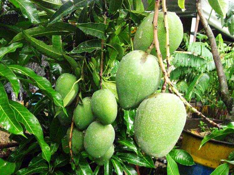 Cara Menanam Mangga di dalam Pot (Tabulampot) Panduan & Cara Bertanam