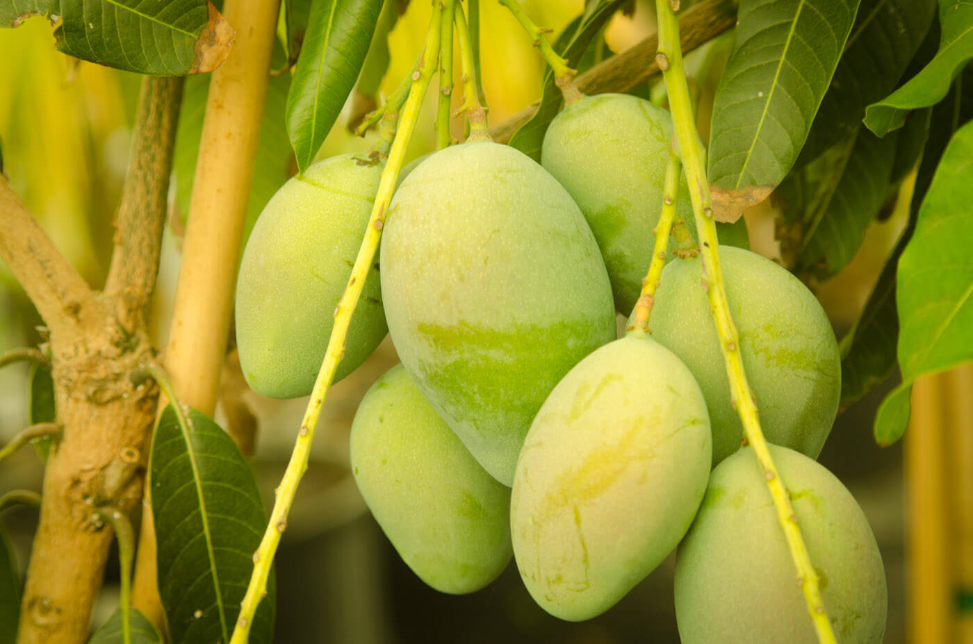 √ 5 Jenis Pupuk Perangsang Buah Mangga yang Paling Cepat