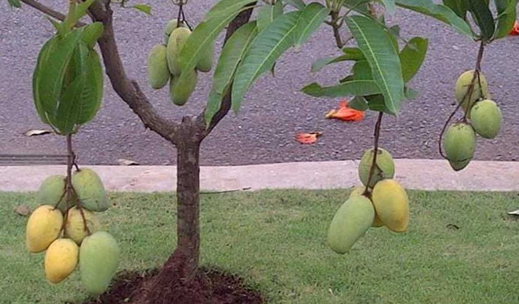 Cara Menanam Mangga Dari Biji Agar Cepat Berbuah