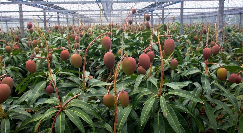 Cara Budidaya Mangga Dalam Pot Agar Cepat Berbuah Dengan Mudah Flora