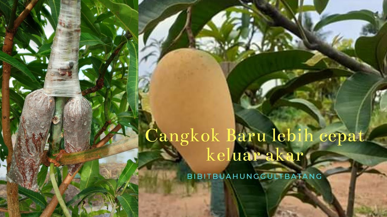 Cara Menanam Mangga Agar Cepat Berbuah Bagi Pemula YouTube