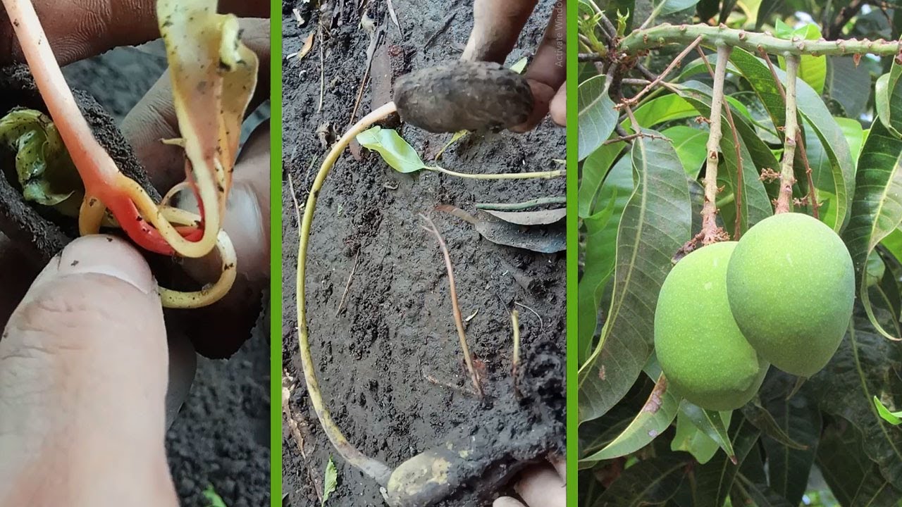 Cara Menanam Mangga Agar Cepat Berbuah Bagi Pemula YouTube