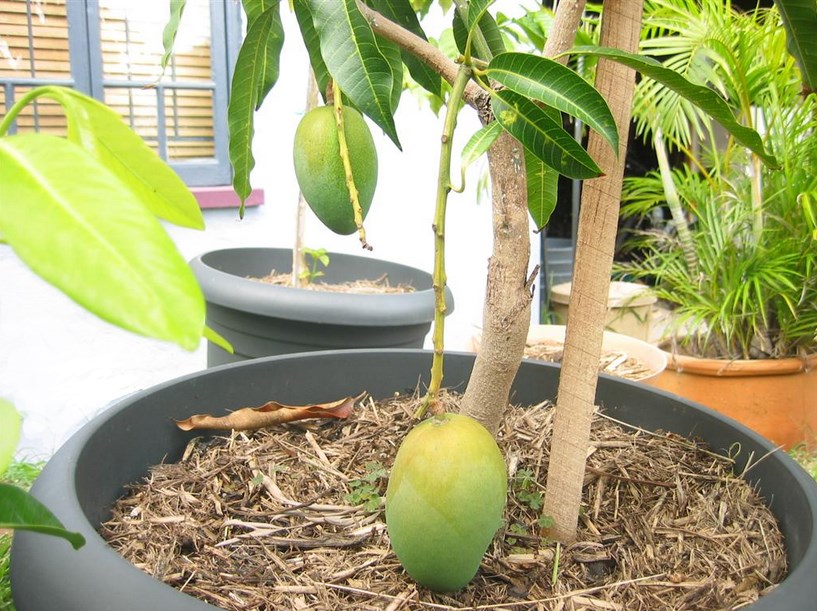 Tips dan Cara Budidaya dan Menanam Pohon Mangga Di Dalam Pot Hingga