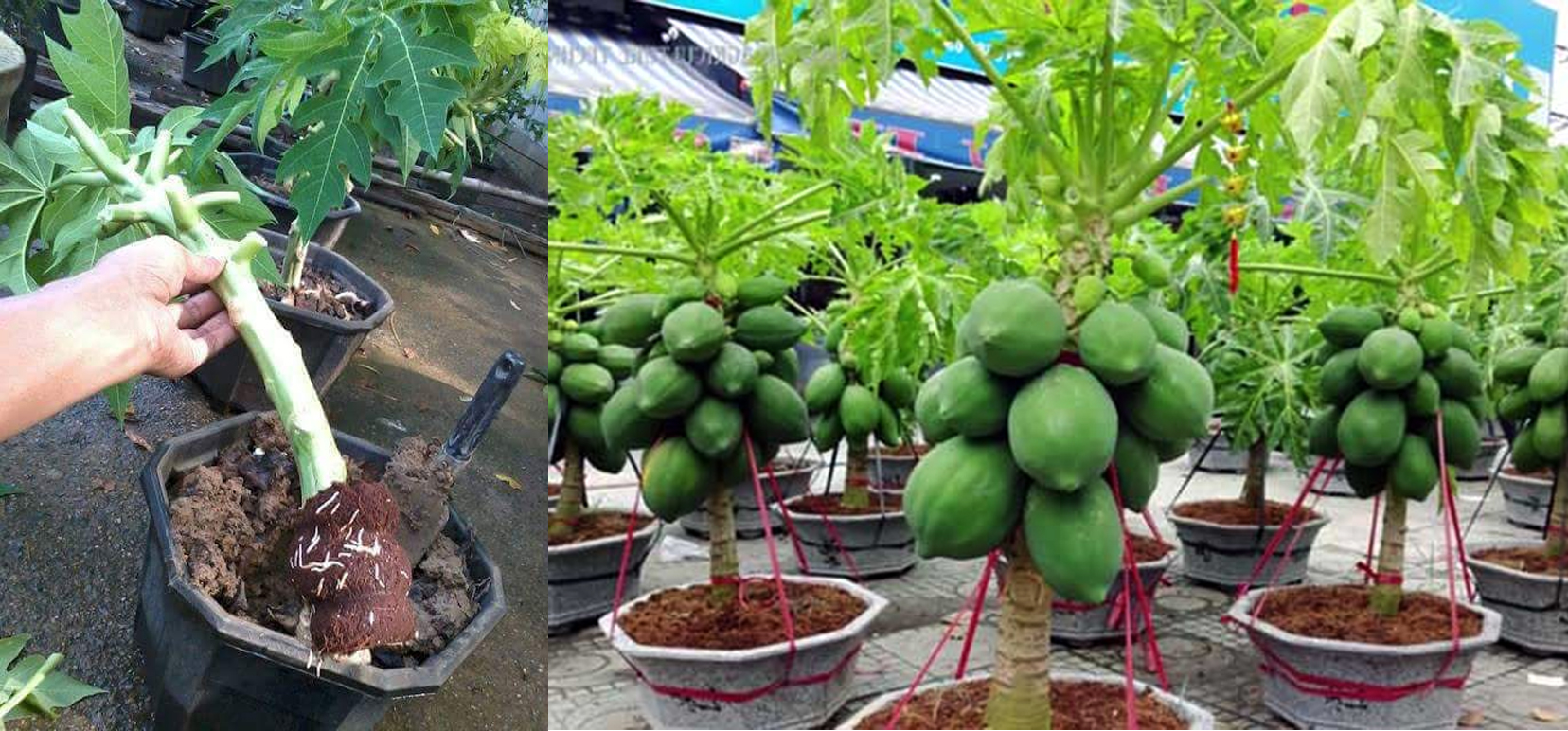 Berikut cara menanam dan merawat pohon mangga agar cepat berbuah